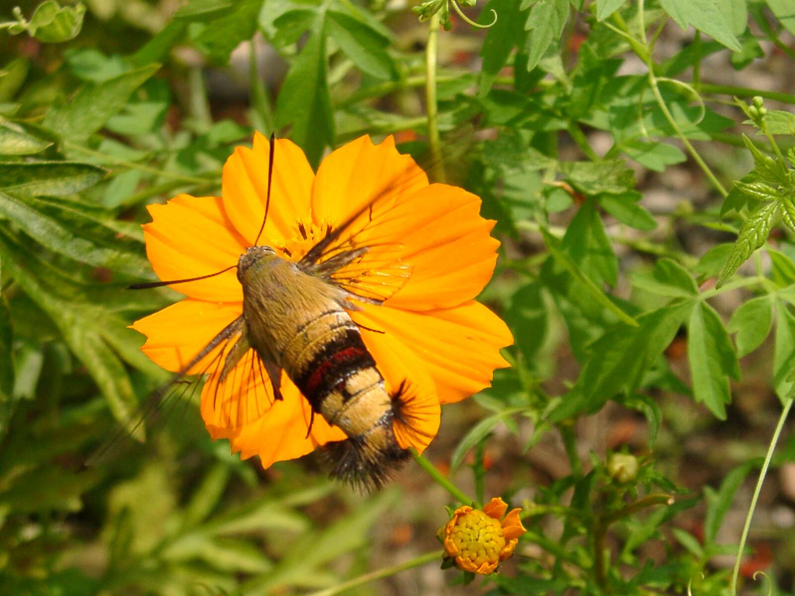 Image of Coffee Clearwing