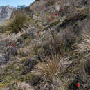 Image de Rhododendron beyerinckianum Koorders