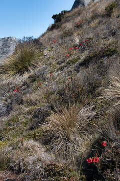 Слика од Rhododendron beyerinckianum Koorders