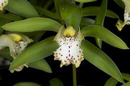 Image of Cymbidium hookerianum Rchb. fil.