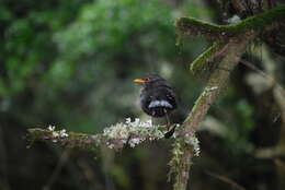 Слика од Turdus merula cabrerae Hartert 1901