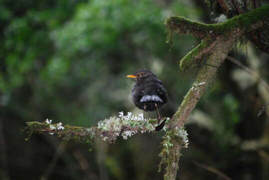 Image of Canarian Blackbird
