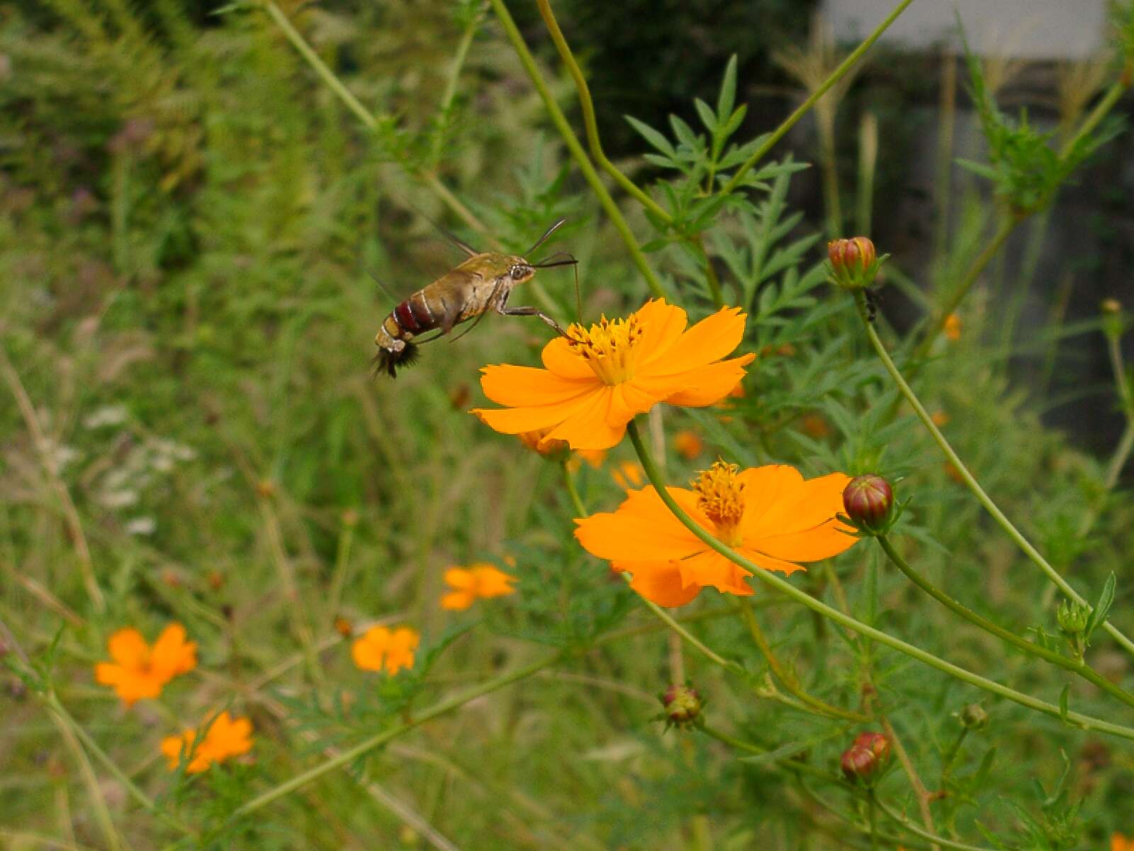 Image of Coffee Clearwing