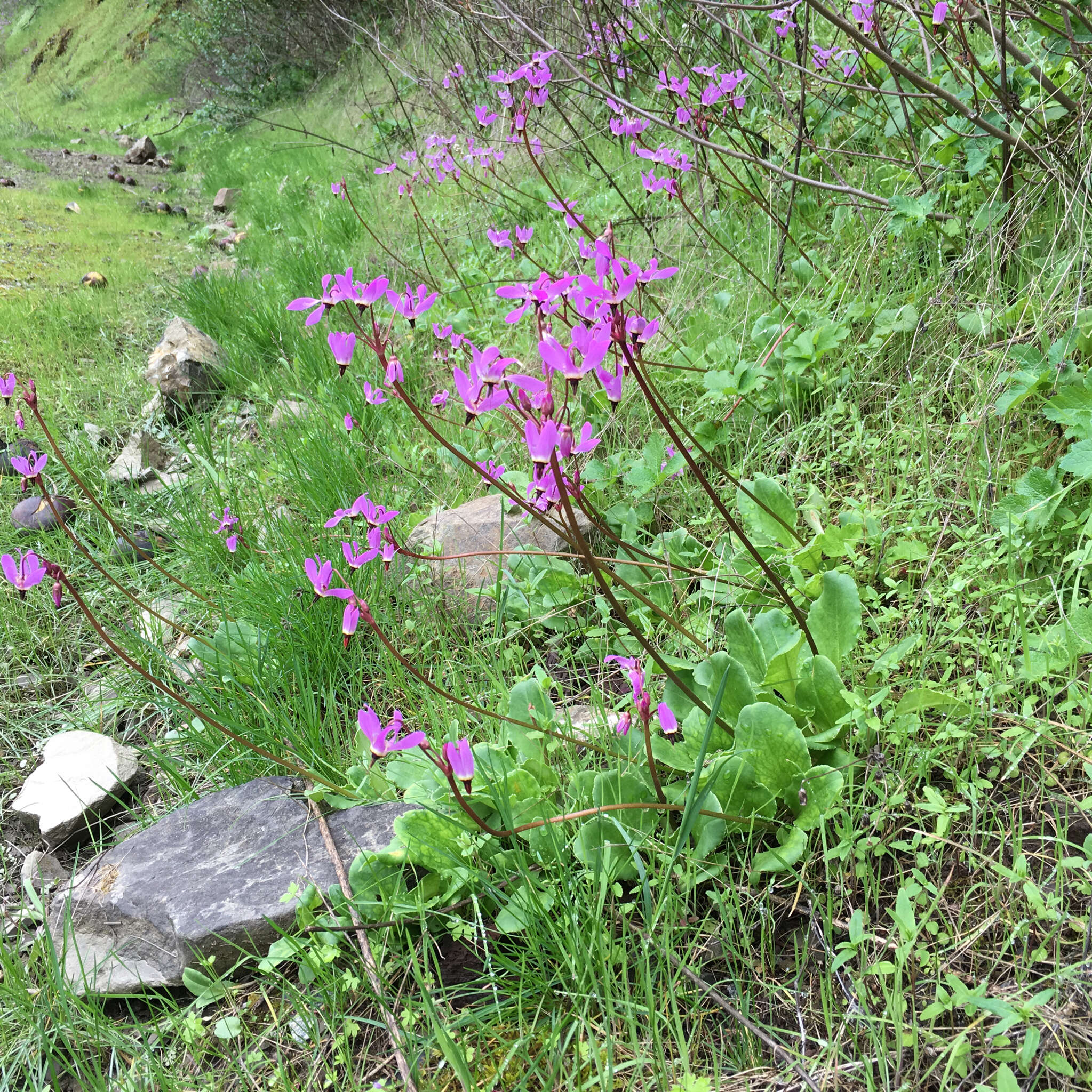 Imagem de Dodecatheon hendersonii subsp. hendersonii