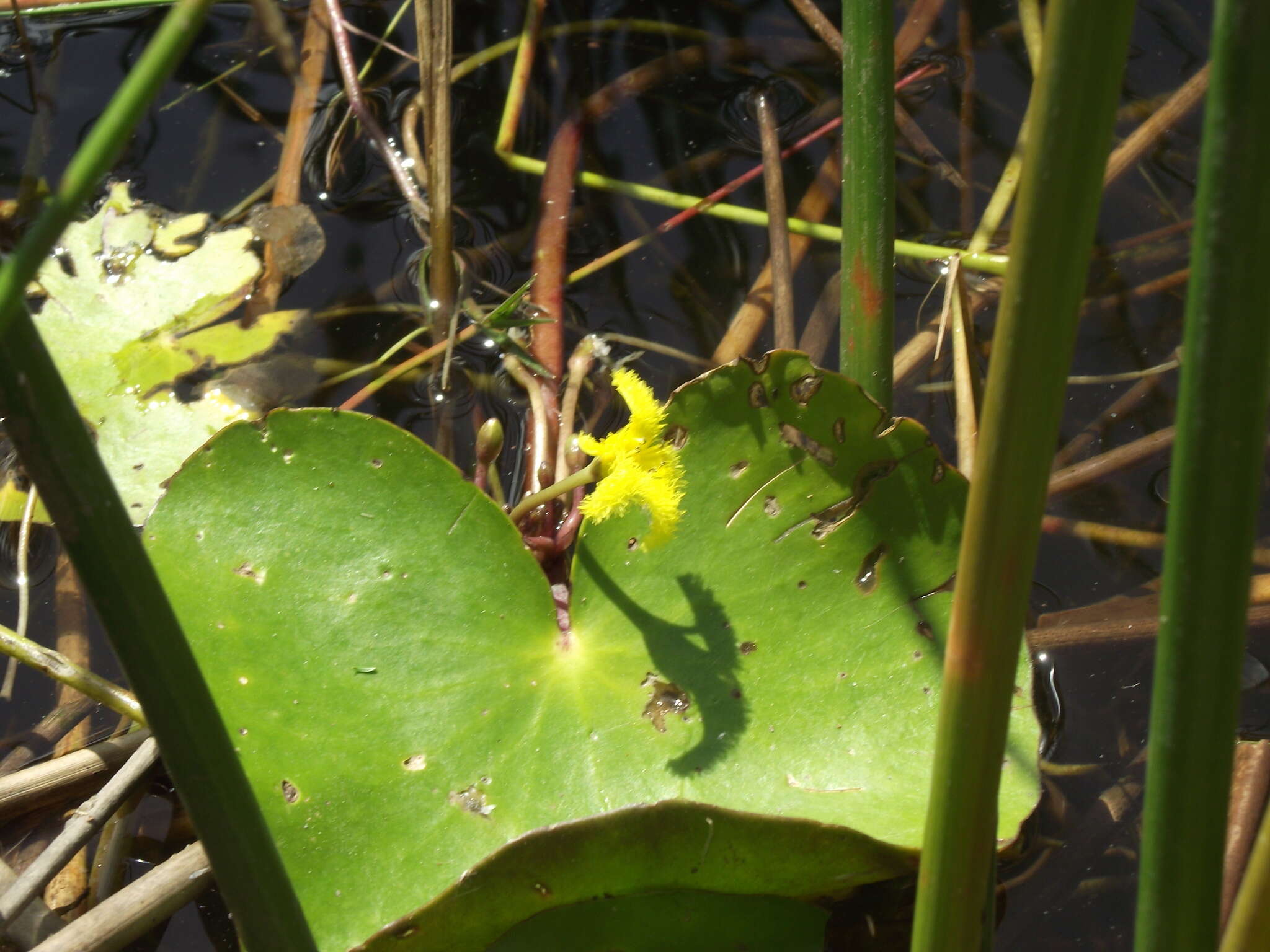 Image of Nymphoides thunbergiana (Griseb.) Kuntze