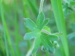 Imagem de Geranium molle L.