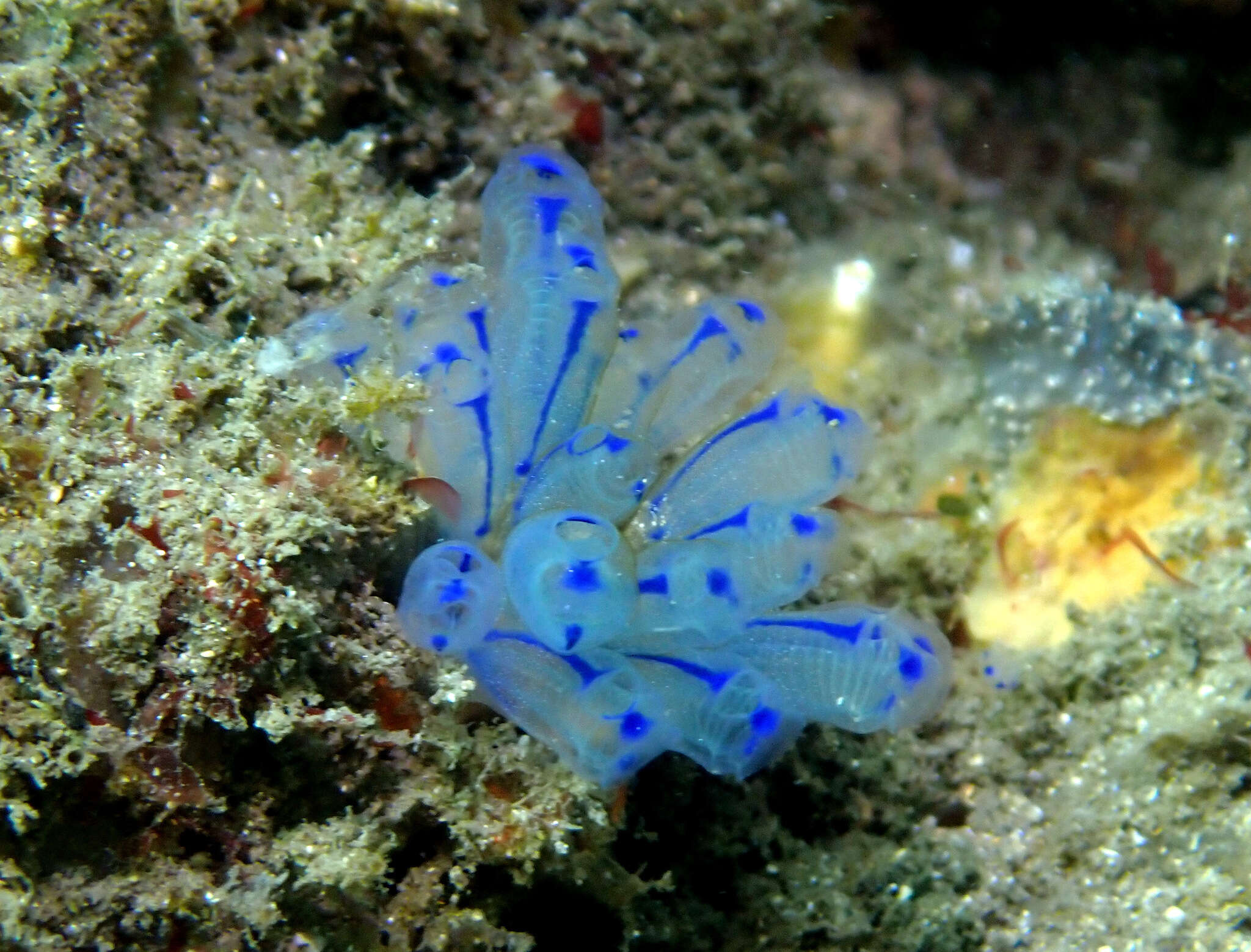 Image of Clavelina australis (Herdman 1899)