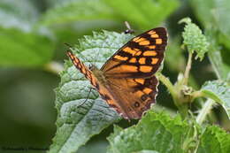 Image of Rhaphicera moorei Butler 1867