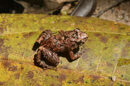 Image of Lowland Tropical Bullfrog