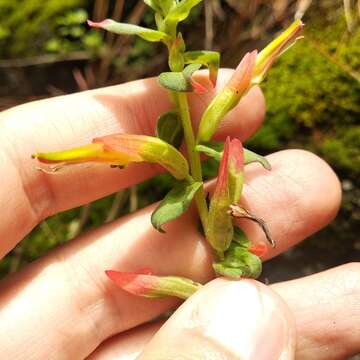 Image of Castilleja tenuiflora var. tancitaroana (G. L. Nesom) J. M. Egger