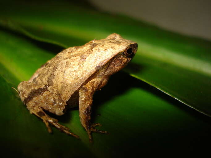 Image of Sorocaba Dwarf Frog