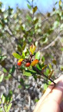 Imagem de Endotropis crocea subsp. insula (Kellogg) Hauenschild