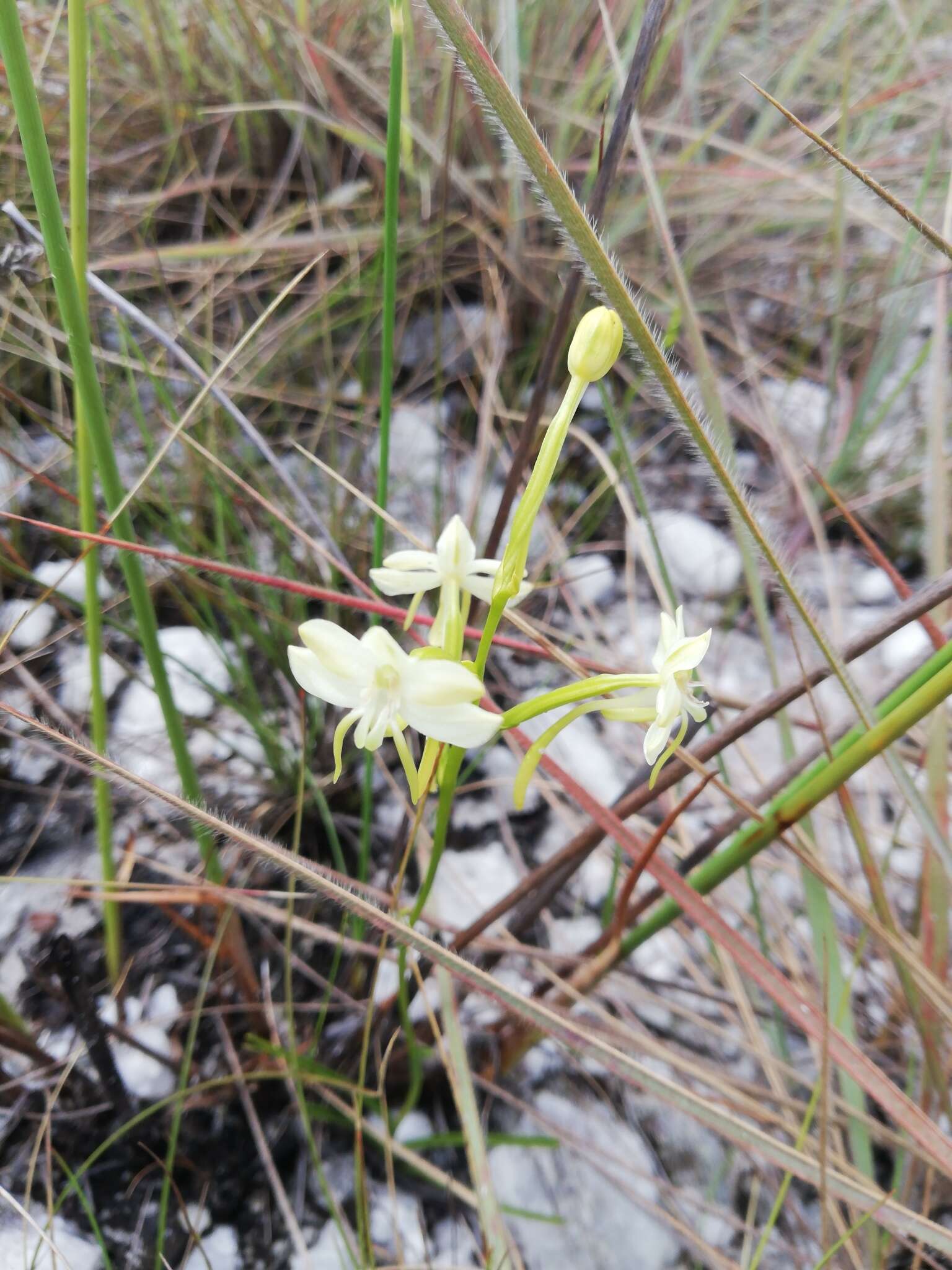 Image of Habenaria ambositrana Schltr.