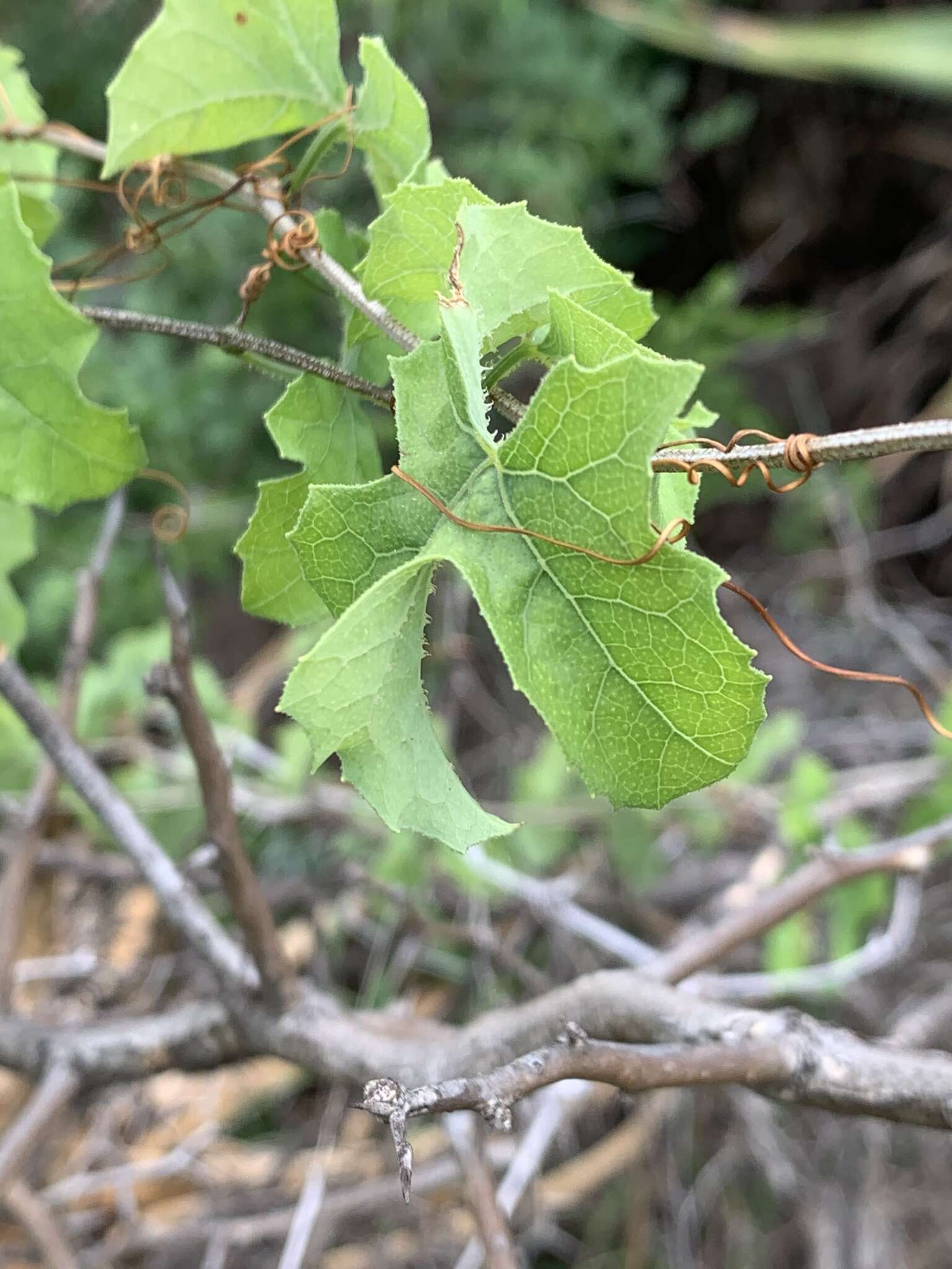 Image of Coccinia rehmannii Cogn.