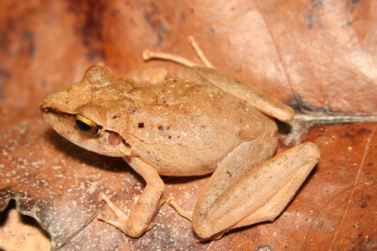 Image of Pristimantis fenestratus (Steindachner 1864)