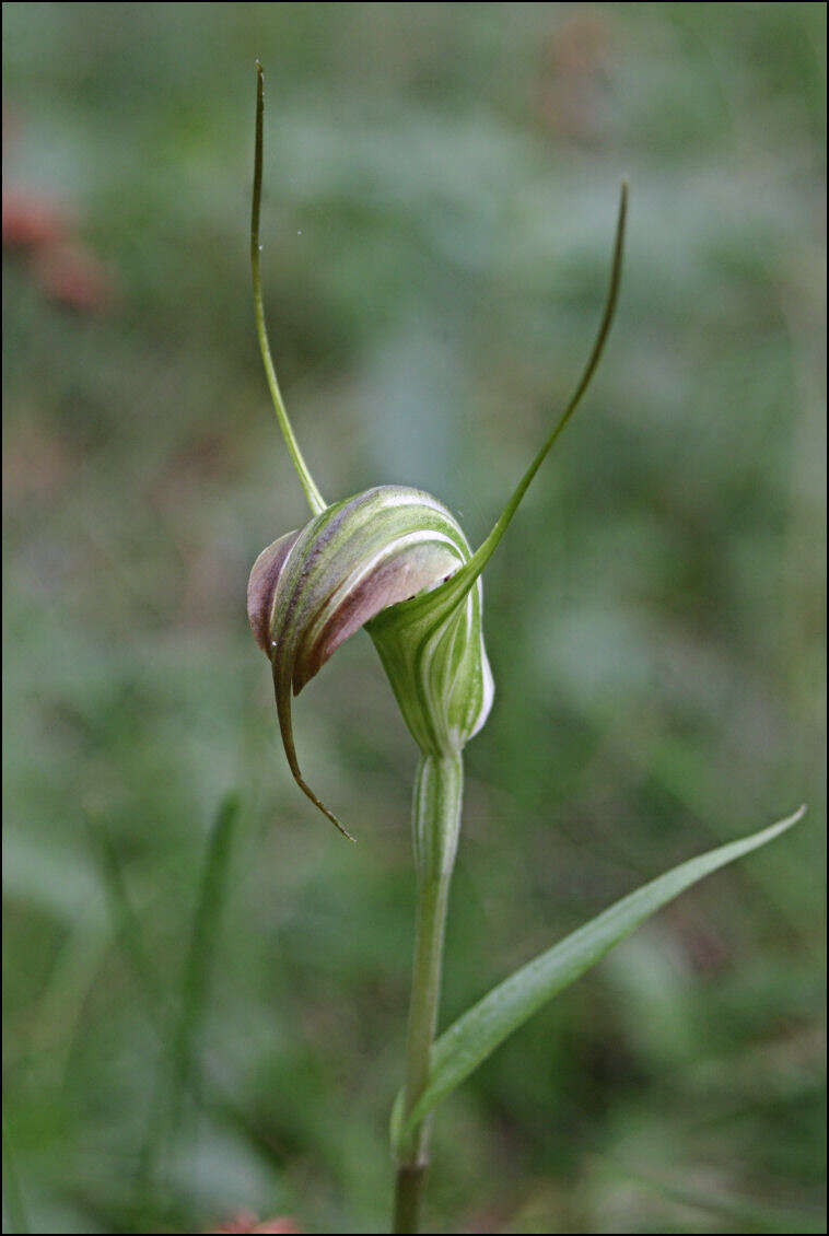 Image of Summer greenhood