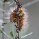 Image of Salt Marsh Moth