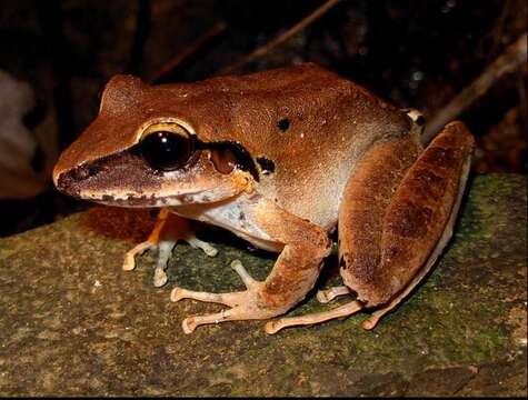 Image de Craugastor raniformis (Boulenger 1896)