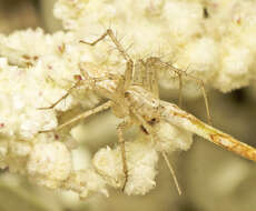 Image of Attenuated Lynx Spider