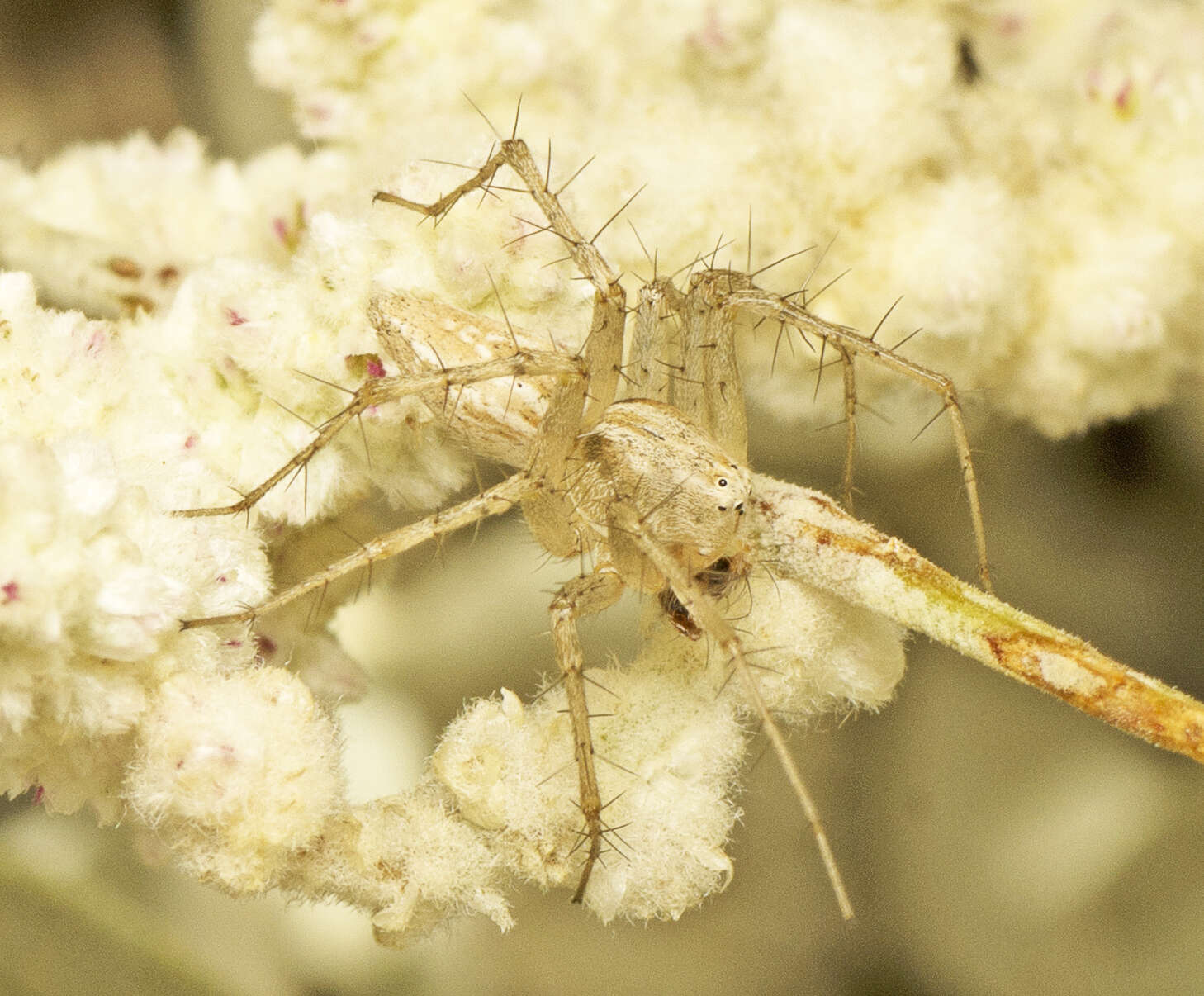 Sivun Oxyopes attenuatus L. Koch 1878 kuva