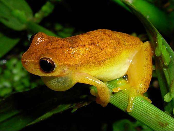 Image of Small-headed Treefrog