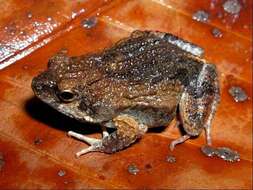 Image of Tungara Frog