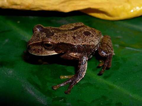 Image de Gastrotheca argenteovirens (Boettger 1892)