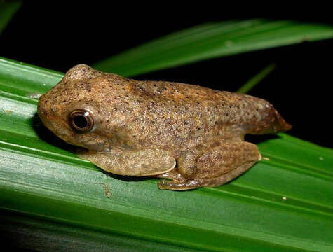 Image of Rusty Treefrog