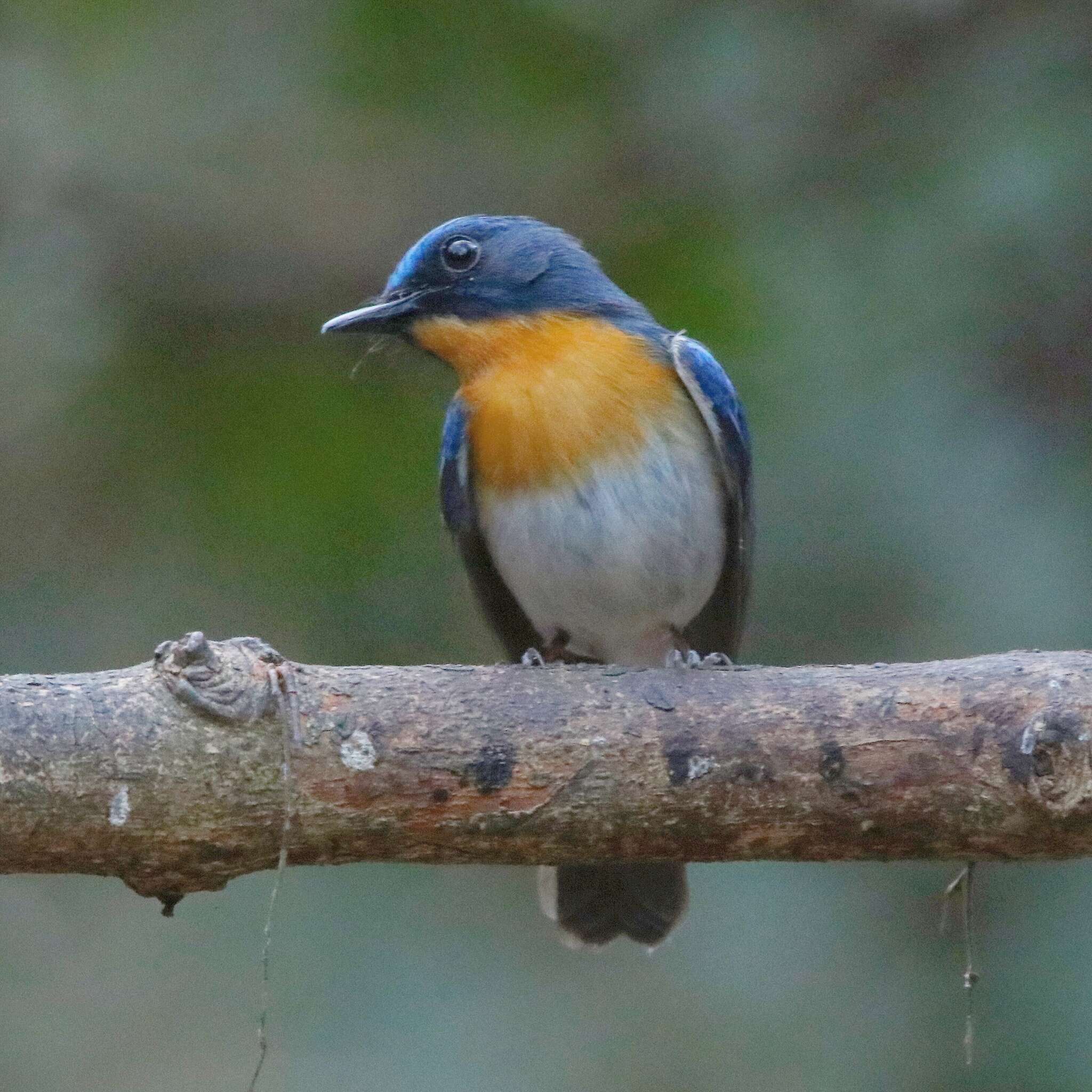Image of Indochinese Blue Flycatcher