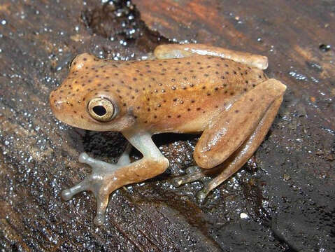 Image of Rusty Treefrog