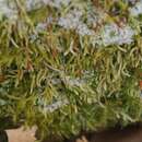 Image of callicladium moss