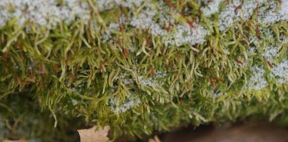 Image of callicladium moss