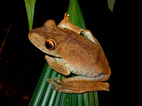 Image of Rusty Treefrog