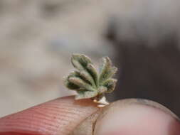 Image of silky cinquefoil