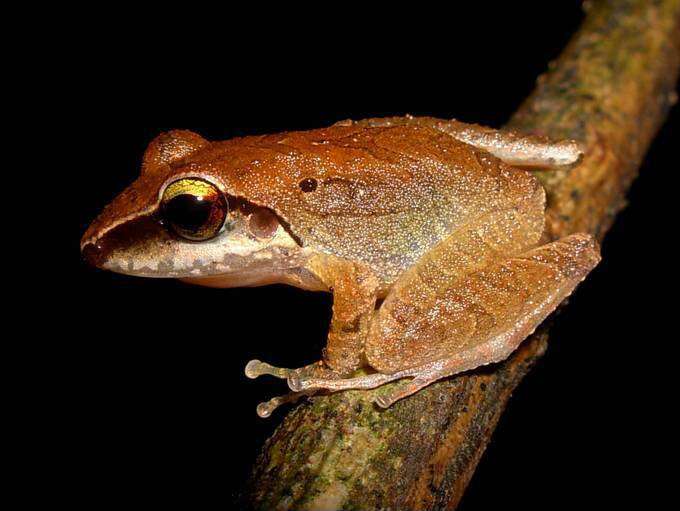 Image of Pristimantis terraebolivaris (Rivero 1961)