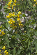 Image of Thermopsis lupinoides (L.) Link