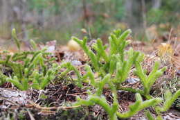 Image de Lycopode en massue