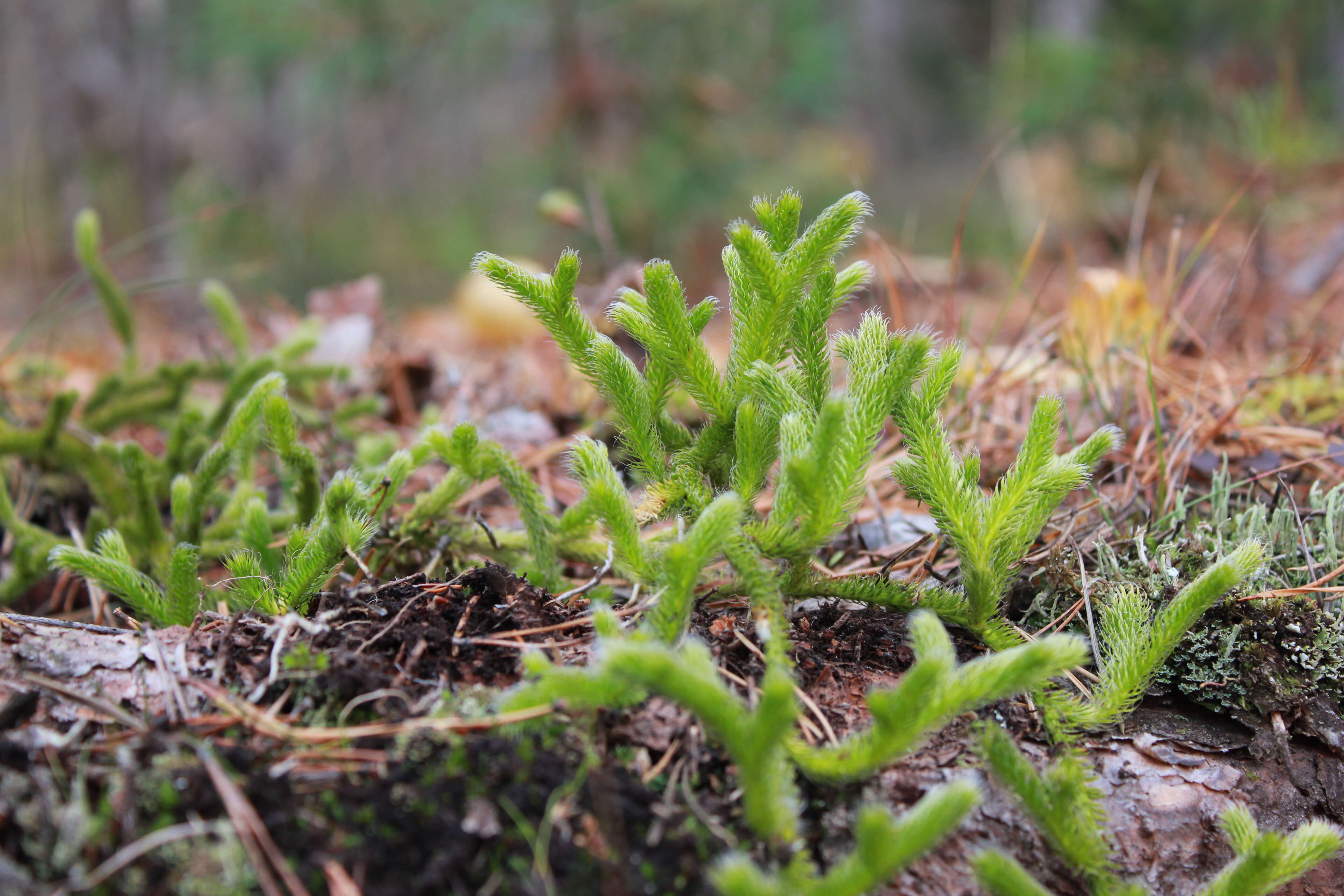 Image of Stag's-horn Clubmoss