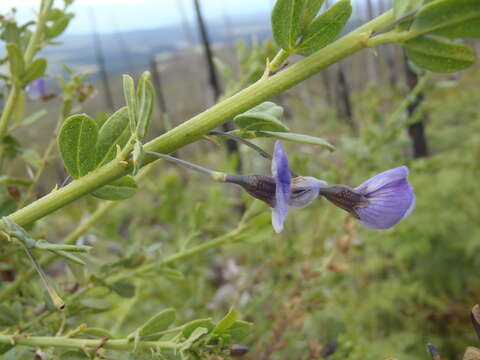 Plancia ëd Psoralea keetii H. M. L. Forbes