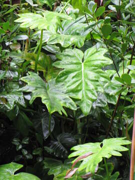 Image of philodendron