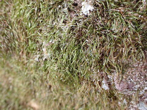 Image of Norway bryoxiphium moss