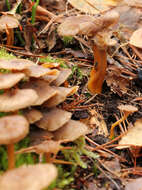 Image of Funnel Chanterelle