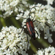 Stenurella (Priscostenurella) bifasciata intermedia Holzschuh 2006 resmi