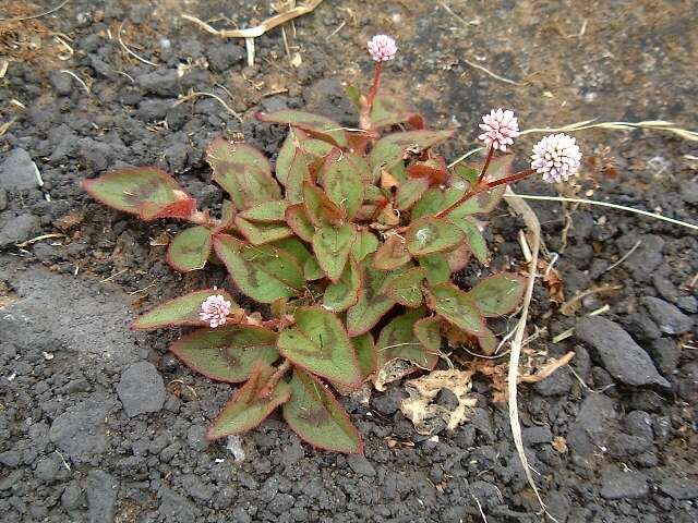 Imagem de Persicaria capitata (Buch.-Ham. ex D. Don) H. Gross