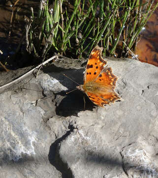 Image of <i>Polygonia <i>egea</i></i> egea