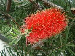 صورة Callistemon rigidus R. Br.