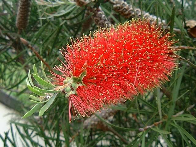 صورة Callistemon rigidus R. Br.