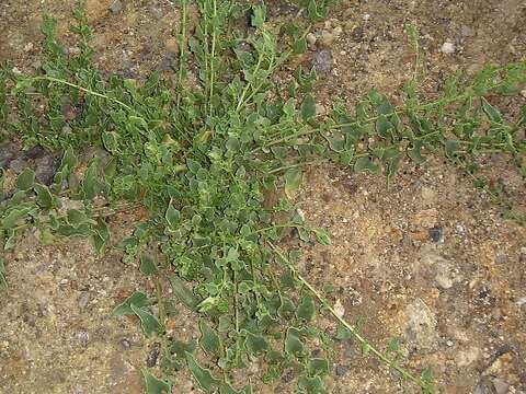 Image of common iceplant