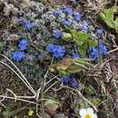 Image of arctic alpine forget-me-not