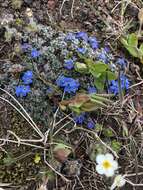 Image of arctic alpine forget-me-not